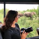 버팔로 동물병원 | 탄자니아 사파리 투어 Golden Trips Tanzania 비용 일정 추천