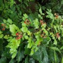 별무리 민박 이미지