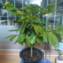 별자리농원 이미지