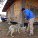 경산의 삽살개육종연구소 이미지