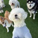 도기야드 | 대구북구애견호텔 대구에서 만난 반려동물들의 천국: 도기야드 후기