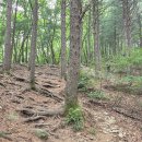가평 유명산(有明山) &amp; 어비산(魚飛山) 260801 이미지