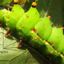 P-6527 | 곤충과 산소 -산소 농도는 곤충을 거대하게 만들었을까?-