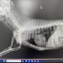 정샘 동물병원 이미지