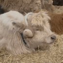 평강목장 이미지