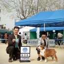 show dog 이미지