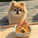 왈왈키친 | 김포 애견 수제간식 강아지 케이크 추천 왈왈키친 강아지수제간식 후기