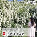 영천한의마을 기념품 | 경북 영천 가볼만한곳 한의마을 공조팝 대구근교아기랑