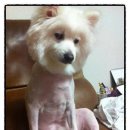 멍멍이와 야옹이 이미지