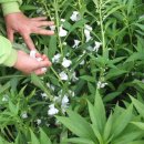 영덕농장 이미지