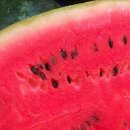수박씨 이미지