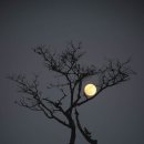 꽃.moon