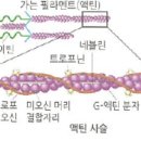 25장 트로포미오신 이미지