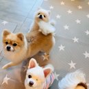 호텔스 컴도그 이미지