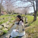 씨유서귀호근사거리점 | 제주도민의 서귀포 벚꽃명소 실시간 예래생태공원