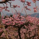 도화주 이미지
