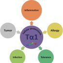 Re: Re: A Reappraisal of Thymosin Alpha1 in Cancer Therapy - 2019 리뷰 이미지