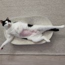 그루캣 | 궁팡 보러 일산 킨텍스로! 고양이 용품 박람회 2025 궁디팡팡 캣페스타 관람 후기 (주차는 지하주차장)