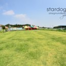 스타독스 이미지