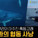 어제의 적이 오늘의 동지! 범고래, 혹등고래, 그리고 수염고래가 함께 사냥하는 바다🌊 | 야생의 바다, 대서양 1부 생명의 흐름 이미지