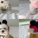 댕블리스 이미지