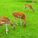 녹명 Daum카페