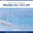 철새들의 군무( 群舞) 이미지