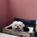 뽁식당 - 진주시 새평거로 129 | 부천 뽁식당 다녀온 후기 | 애견 동반 가능한 핑크빛 감성 파스타 맛집 (+주차정보)