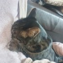 멍멍하우스 이미지