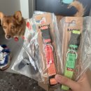 이누인 | 중형견 리드줄 목줄 하네스 패딩 등 정착템 추천 15