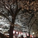 일본 벚꽃축제 ㄷㅇㄹ 이미지