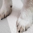 멍멍닷컴 이미지