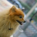 판교종합 동물병원 이미지