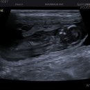 하바네즈 코리아 이미지