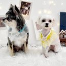 #아름답개 이미지