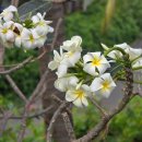 11545-09-01-13 | 2026. 01. 09 ~2026. 01. 13..나트랑..(5)