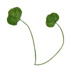 한잎클로버 이미지