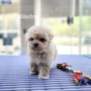 플레이독 파주본점 이미지