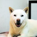 용호 이미지