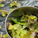 산골초가펜션 이미지