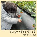 용인 헤브온어스 딸기농장 실내 놀거리 가득 키즈카페 동물먹이주기 솔직후기