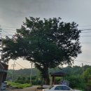 느티나무경로당 이미지