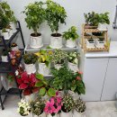 역북-24 | 용인 꽃블리 역북점 무인 24시 예쁜 꽃집 가성비 꽃다발 배달 졸업식 예약 솔직 후기