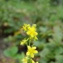 짚신나물꽃(장미과(薔薇科 Rosaceae)에 속하는 다년생초.) 이미지