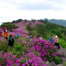 산상화원마다 산님들 웃음소리/花(화)들짝 놀란 철쭉 붉은 미소만··· 이미지