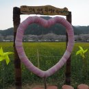 맹방유채꽃마을 이미지