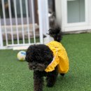 멍냥스테이 애견호텔유치원 이미지