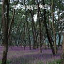 북천수 공중화장실 | 경남 밀양 삼문동 송림공원 맥문동 실시간, 새로운 명소를 발견했다!