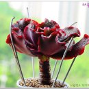까치세탁소 이미지