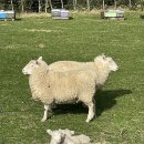 뉴질랜드 한국전 참 | D+106~110] 뉴질랜드 캠브리지 드라이브 | 뉴질랜드에서 한국으로 편지 보내기 | Patrick’s Pies 후기